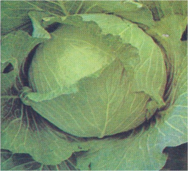 cabbage hari kalyani
