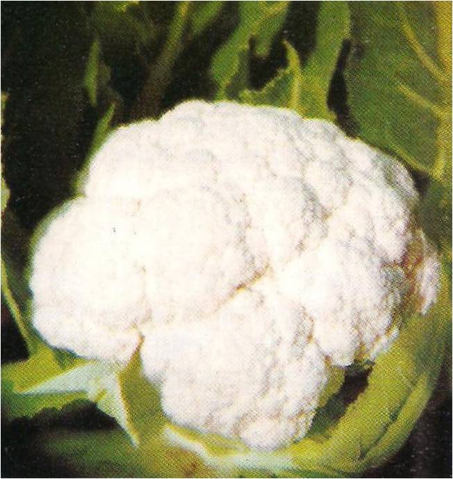 cauliflower agehni