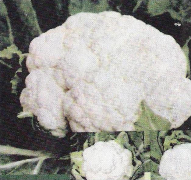 cauliflower early himgiri