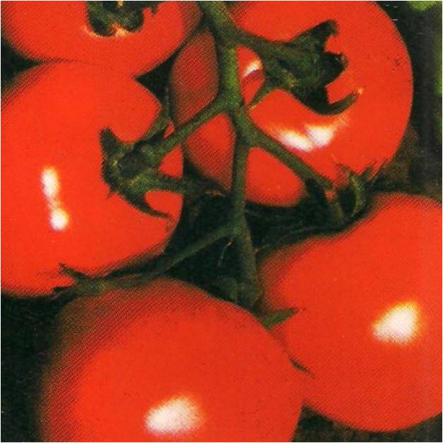 tomato aastha