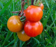 tomato hybrid cross 17