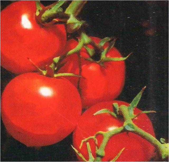 tomato ganapati